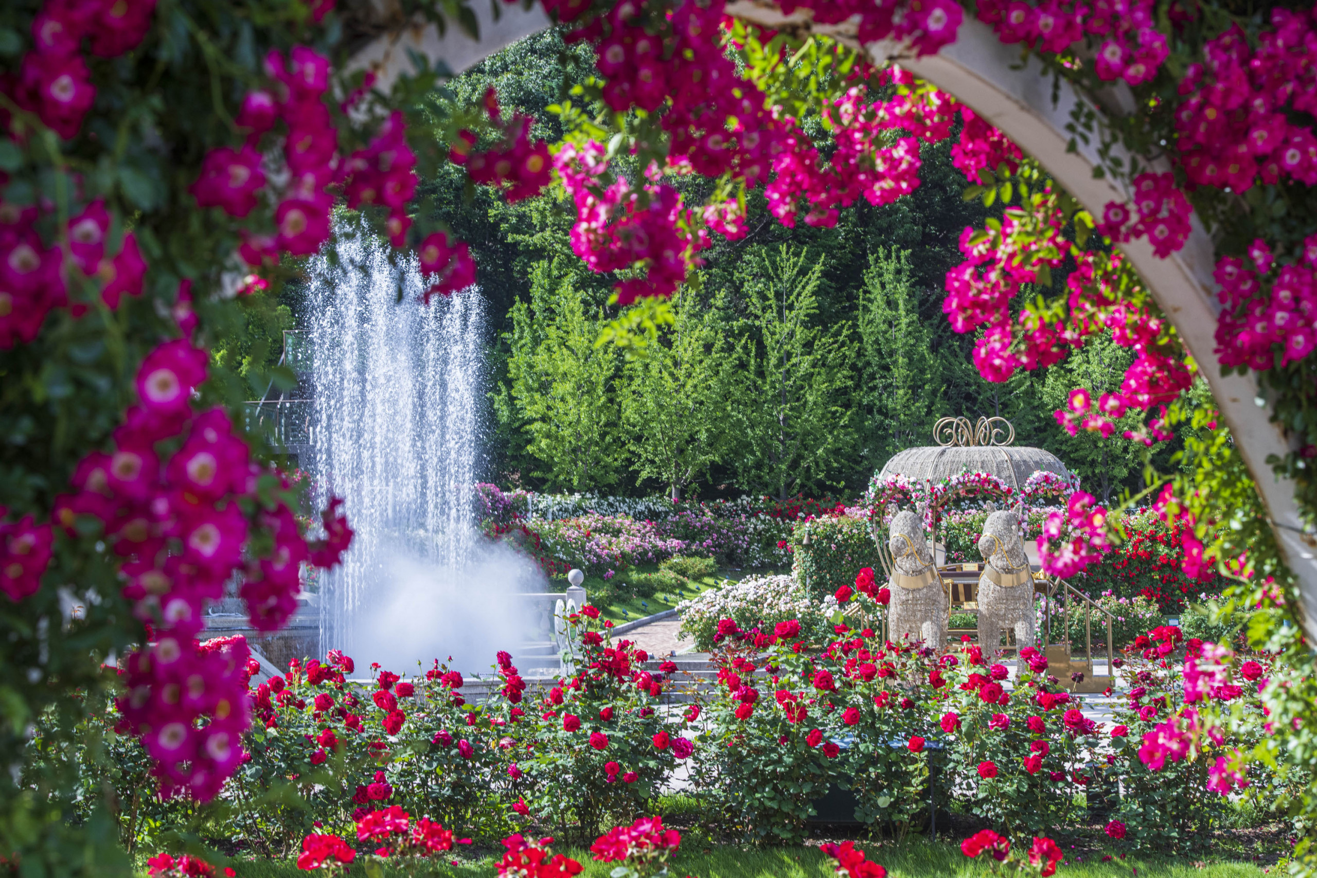 Rose garden