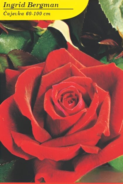 Ingrid Bergman cajevka
